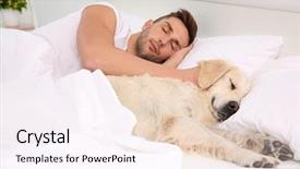  Presentation with dog boarding - PPT theme enhanced with golden retriever - labrador dog sleeping with owner background and a pink colored foreground