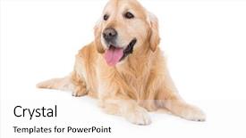  Presentation with dog - Audience pleasing PPT layouts consisting of golden retriever - lying dog looking backdrop and a  colored foreground