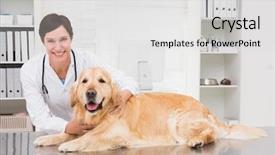  Presentation with dog - Cool new PPT theme with golden retriever - smiling veterinarian examining a cute backdrop and a light gray colored foreground