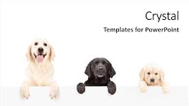  Presentation with dogs - Colorful slide set enhanced with golden retriever - three dogs posing behind backdrop and a white colored foreground