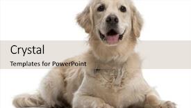  Presentation with qoute for a golden year - Slides featuring golden retriever 4 years old background and a coral colored foreground