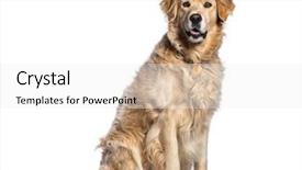  Presentation with qoute for a golden year - Colorful presentation design enhanced with golden retriever 5 years old backdrop and a white colored foreground