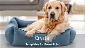  Presentation with composed a golden planet - PPT layouts enhanced with golden-retriever-dog-at-home background and a ocean colored foreground