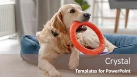  Presentation with golden ball gown - PPT theme with golden-retriever-dog-at-home background and a coral colored foreground