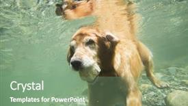  Presentation with underwater - Slide deck consisting of golden retriever dog dives underwater background and a seafoam green colored foreground