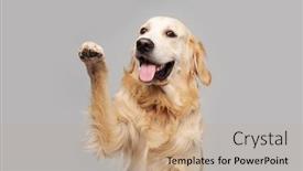  Presentation with give - PPT layouts having golden-retriever-dog-doing-give background and a coral colored foreground
