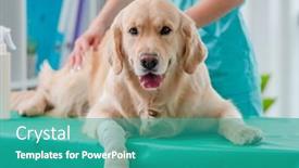  Presentation with examination - PPT layouts having golden-retriever-dog-ear-examination background and a teal colored foreground