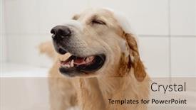  Presentation with dog bath - Presentation theme with golden-retriever-dog-enjoys and a coral colored foreground
