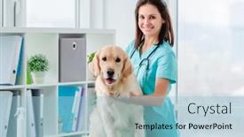  Presentation with veterinary - Colorful presentation design enhanced with golden-retriever-dog-examination backdrop and a light blue colored foreground