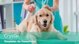  Presentation with veterinary - Cool new slide deck with golden-retriever-dog-examination backdrop and a teal colored foreground