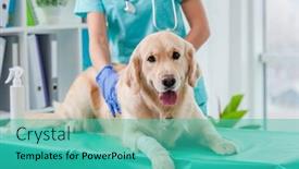  Presentation with veterinary - Slide set consisting of golden-retriever-dog-examination background and a teal colored foreground