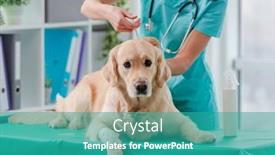  Presentation with injection - Presentation theme consisting of golden-retriever-dog-getting-injection background and a teal colored foreground