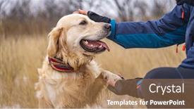  Presentation with paw - Colorful presentation theme enhanced with golden-retriever-dog-gives-paw backdrop and a coral colored foreground