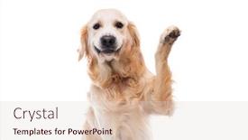  Presentation with paw - Beautiful slides featuring golden-retriever-dog-giving-paw backdrop and a lemonade colored foreground