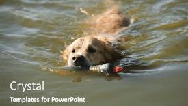  Presentation with rubber duck - PPT theme consisting of golden-retriever-dog-holding-duck and a gray colored foreground
