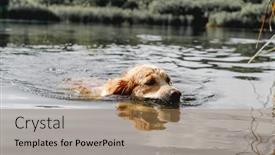  Presentation with golden yellow - Slide deck having golden-retriever-dog-hunter-chases background and a coral colored foreground