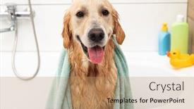  Presentation with golden - Audience pleasing PPT theme consisting of golden-retriever-dog-in-bathtub backdrop and a coral colored foreground