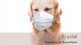  Presentation with mask - Colorful presentation theme enhanced with golden-retriever-dog-in-protective backdrop and a coral colored foreground