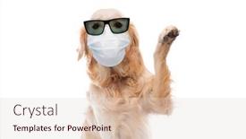  Presentation with golden - Presentation theme having golden-retriever-dog-in-sunglasses background and a lemonade colored foreground