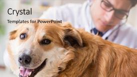 Presentation with vet - Presentation theme enhanced with golden retriever dog in vet background and a  colored foreground