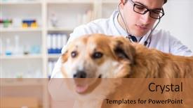 Presentation with golden - Slide deck enhanced with golden retriever dog in vet background and a  colored foreground