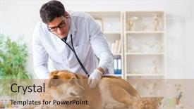  Presentation with golden chain of change - Presentation theme featuring checking up golden retriever dog background and a coral colored foreground