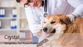  Presentation with doctor examining a newborn baby - Slide deck having doctor examining golden retriever dog background and a soft green colored foreground