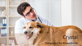  Presentation with metabolic doctor examining - Presentation design with golden retriever dog in vet background and a  colored foreground