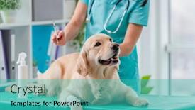  Presentation with veterinary - PPT theme consisting of golden-retriever-dog-in-veterinary background and a teal colored foreground