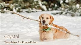  Presentation with winter weather - Slides enhanced with golden-retriever-dog-in-winter background and a  colored foreground