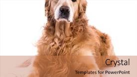  Presentation with black and gold and white - Beautiful slide set featuring golden retriever dog laying down backdrop and a coral colored foreground