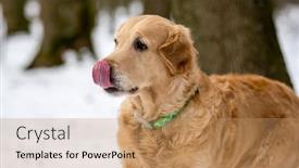  Presentation with winter weather - PPT theme with golden-retriever-dog-licks-nose background and a coral colored foreground