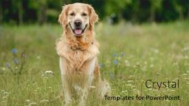  Presentation with golden - Presentation theme consisting of golden-retriever-dog-looking background and a yellow colored foreground