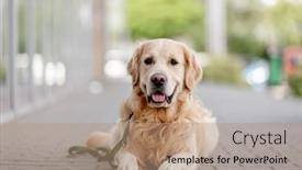  Presentation with golden - Slide deck consisting of golden-retriever-dog-lying background and a coral colored foreground