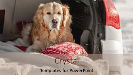  Presentation with golden car - PPT theme with golden-retriever-dog-lying background and a coral colored foreground