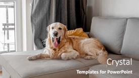  Presentation with pet - Presentation design with golden-retriever-dog-lying background and a violet colored foreground