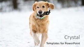  Presentation with snow day - Audience pleasing PPT theme consisting of golden-retriever-dog-playing-outside backdrop and a sky blue colored foreground