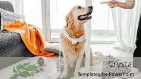  Presentation with plant tissue - Presentation featuring golden-retriever-dog-playing background and a light gray colored foreground