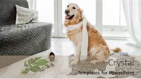  Presentation with plant tissue - Slide set consisting of golden-retriever-dog-playing background and a coral colored foreground