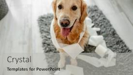  Presentation with paper making - PPT theme having golden-retriever-dog-playing background and a light gray colored foreground