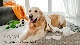  Presentation with plant tissue - Presentation theme enhanced with golden-retriever-dog-playing background and a coral colored foreground