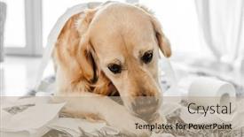  Presentation with tissue paper - Theme featuring golden-retriever-dog-playing background and a coral colored foreground