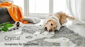  Presentation with paper making - Presentation design enhanced with golden-retriever-dog-playing background and a light gray colored foreground