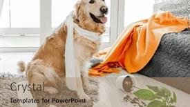  Presentation with plant tissue - Presentation theme having golden-retriever-dog-playing background and a coral colored foreground