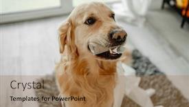  Presentation with paper making - PPT theme enhanced with golden-retriever-dog-playing background and a coral colored foreground