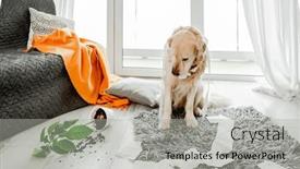  Presentation with plant tissue - Slide deck with golden-retriever-dog-playing background and a light gray colored foreground