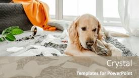  Presentation with plant tissue - Presentation featuring golden-retriever-dog-playing background and a coral colored foreground