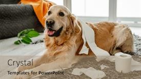  Presentation with plant tissue - PPT theme consisting of golden-retriever-dog-playing background and a coral colored foreground