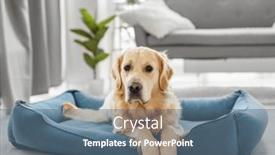  Presentation with resting place - PPT layouts enhanced with golden-retriever-dog-resting-home background and a ocean colored foreground