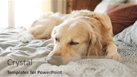  Presentation with golden - Theme enhanced with golden-retriever-dog-resting-lying and a coral colored foreground